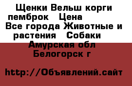 Щенки Вельш корги пемброк › Цена ­ 35 000 - Все города Животные и растения » Собаки   . Амурская обл.,Белогорск г.